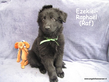 Ezekiël-Raphaël (Raf) zwarte ODH reu van 7 weken